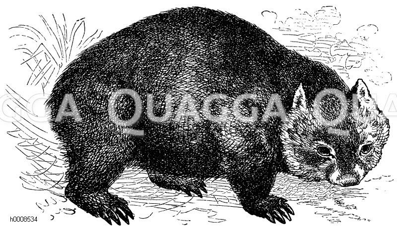 Wombat [Digital]