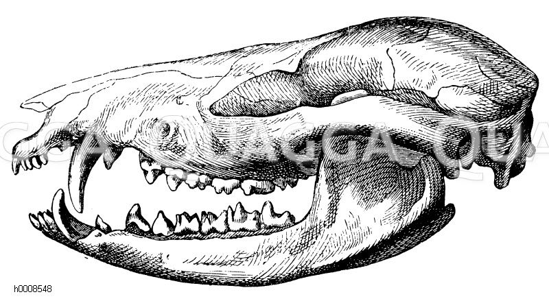 Beutelratte: Schädel [Digital]