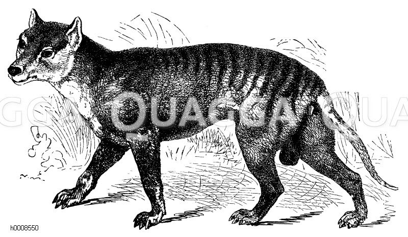 Beutelwolf: Männchen [Digital]