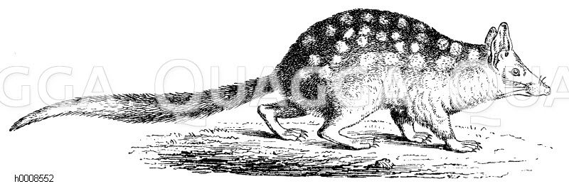 Zibetbeutler, Tüpfelbeutelmarder [Digital]