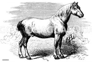 Percheron, Schweres Französisches Pferd [Digital]