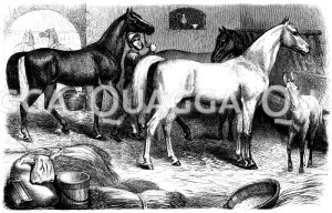 Pferd: Englisches Vollblut (links), Araber (rechts) [Digital]