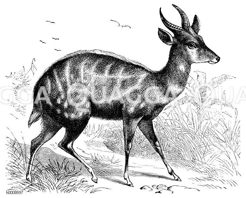 Streifenantilope [Digital]