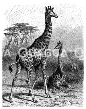 Giraffe [Digital]