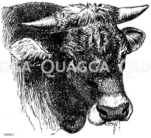 Hausrind: Allgäuer Stier [Digital]