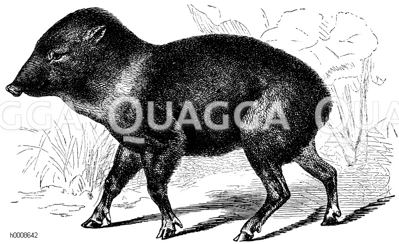 Pekari Quagga Illustrations