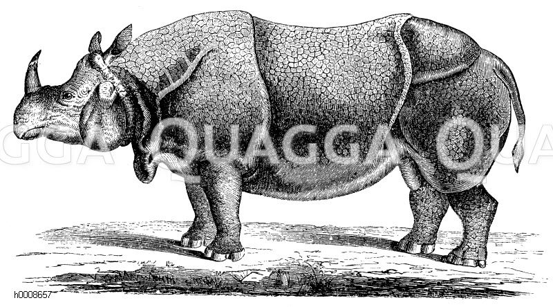 Indisches Nashorn [Digital]