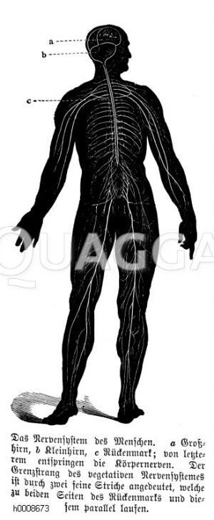 Mensch: Nervensystem des Menschen. a) Großhirn, b) Kleinhirn, c) Rückenmark, von letzteren entspringen die Körpernerven. Der Grenzstrang des vegetativen Nervensystems ist durch zwei feine Striche angedeutet, welche zu beiden Seiten des Rückenmarks und diesem parallel laufen [Digital]