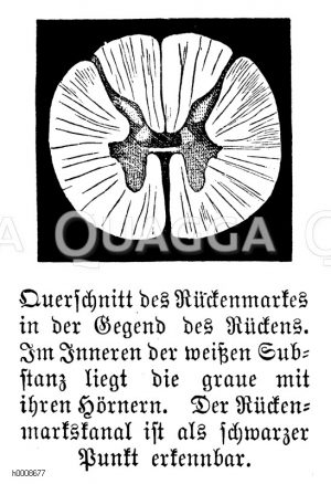 Mensch: Querschnitt des Rückenmarkes in der Gegend des Rückens. Im Inneren der weißen Substanz liegt die graue mit ihren Hörnern. Der Rückenmarkskanal ist als schwarzer Punkt erkennbar [Digital]