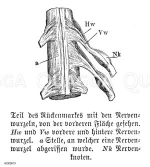 Mensch: Teil des Rückenmarkes mit den Nervenwurzeln, von der vorderen Fläche gesehen. Hw) und Vw) vordere und hintere Nervenwurzel. a) Stelle, an welcher eine Nervenwurzel abgerissen wurde. Nk) Nervenknoten [Digital]