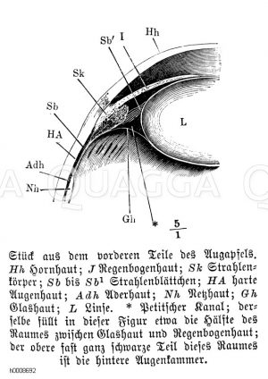 Mensch: Stück aus dem vorderen Teil des Augenapfels [Digital]