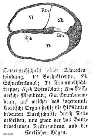 Mensch: Querschnitt einer Schneckenwindung [Digital]