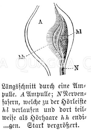 Mensch: Längsschnitt durch die Ampulle. A) Ampulle, N) Nervenfasern, welche zu der Hörleiste hl) verlaufen und dort teilweise als Hörhaare hh) endigen [Digital]
