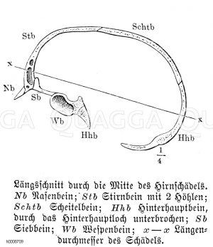 Mensch: Längsschnitt durch die Mitte des Hirnschädels. Nb) Nasenbein, Stb) Stirnbein mit 2 Höhlen, Schtb) Scheitelbein, Hhb Hinterhauptbein, durch das Hinterhauptloch unterbrochen, Sb) Siebbein, Wb Wespenbein, x-x) Längendurchmesser des Schädels [Digital]