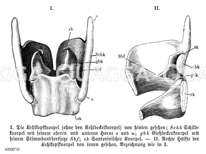 Mensch I) Kehlkopfknorpel (ohne den Kehldeckelknorpel) von hinten