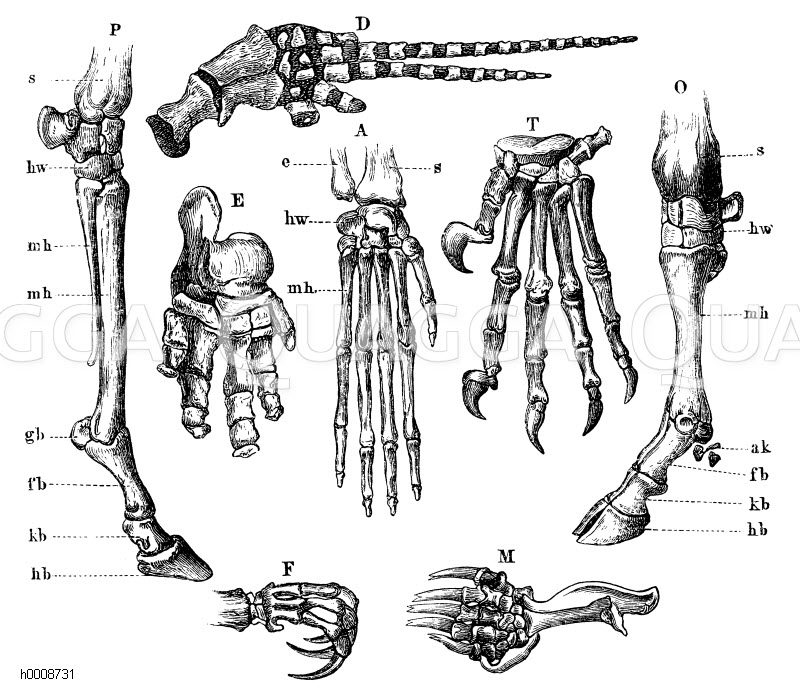 Vergleich der Extremitäten von Säugetieren - Quagga Illustrations