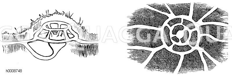 Maulwurf: Seitenansicht und Grundriss [Digital]