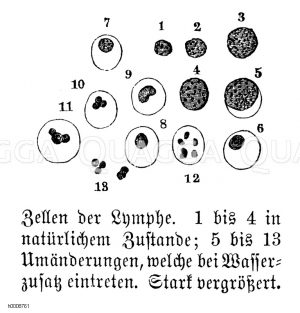 Zellen der Lymphe. 1-4 im natürlichem Zustand, 5-13 Veränbderungen bei Wasserzusatz [Digital]