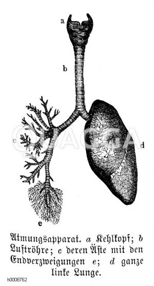 Atmungsapparat. a) Kehlkopf, b) Luftröhre, c) deren Äste mit den Endverzweigungen e), d) ganze linke Lunge [Digital]