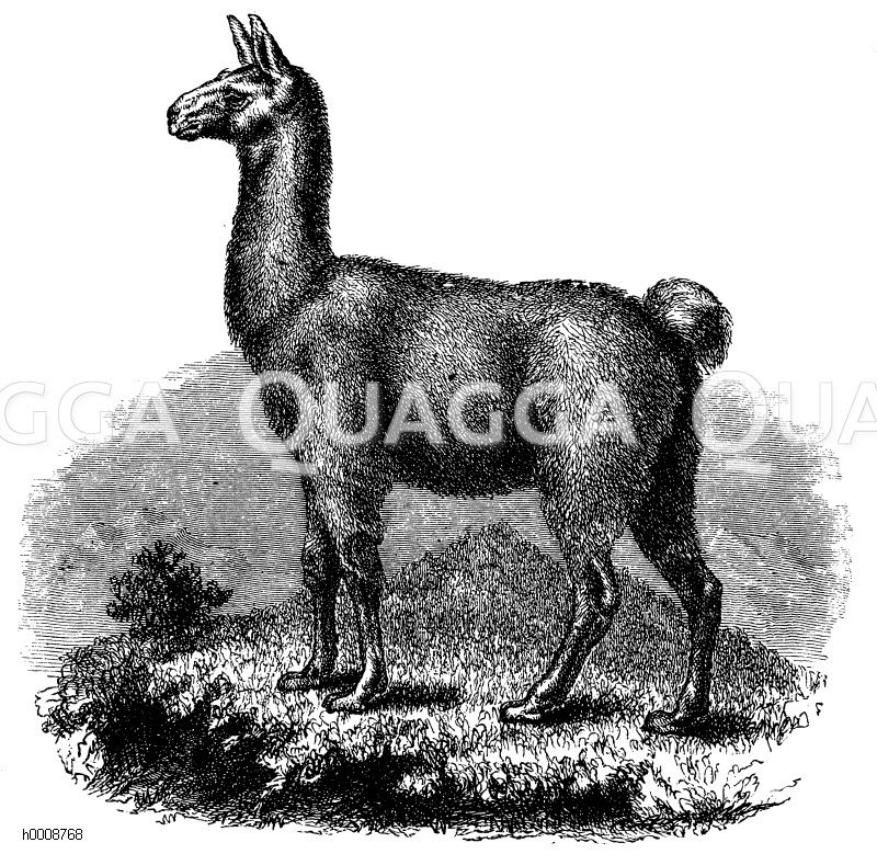 Lama [Digital]