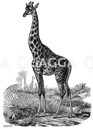 Giraffe [Digital]