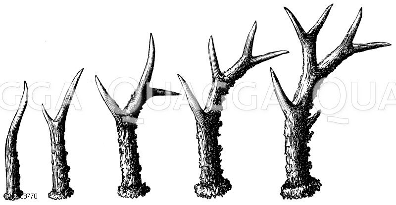 Rehbock: Entwicklung des Gehörns, von links: Spießbock, Gabelbock, Sechsender, Achtender, Zehnender [Digital]