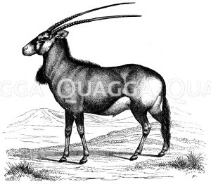 Gezäumte Antilope, Oryxantilope [Digital]