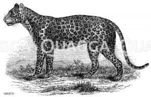 Leopard [Digital]