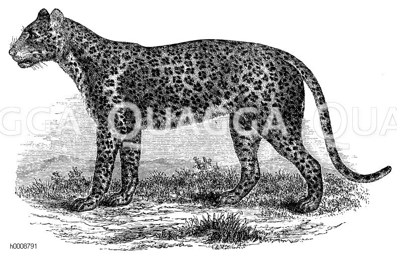 Leopard [Digital]