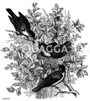 Kuckuck, von Schwarzplätzchen (Sylvia atricapilla) aufgefüttert [Digital]