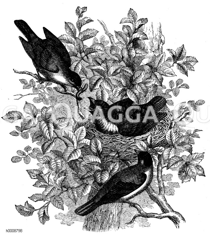 Kuckuck, von Schwarzplätzchen (Sylvia atricapilla) aufgefüttert