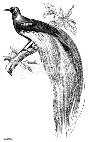Paradiesvögel - Paradisaeidae