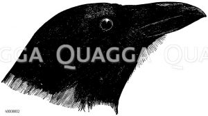 Rabe: Kopf [Digital]