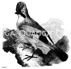 Eichelhäher [Digital]