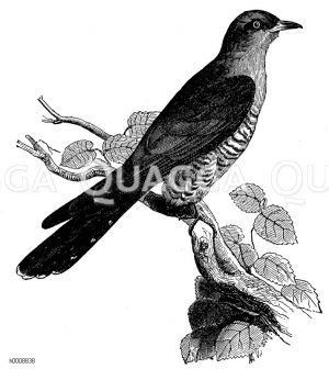 Kuckuck [Digital]