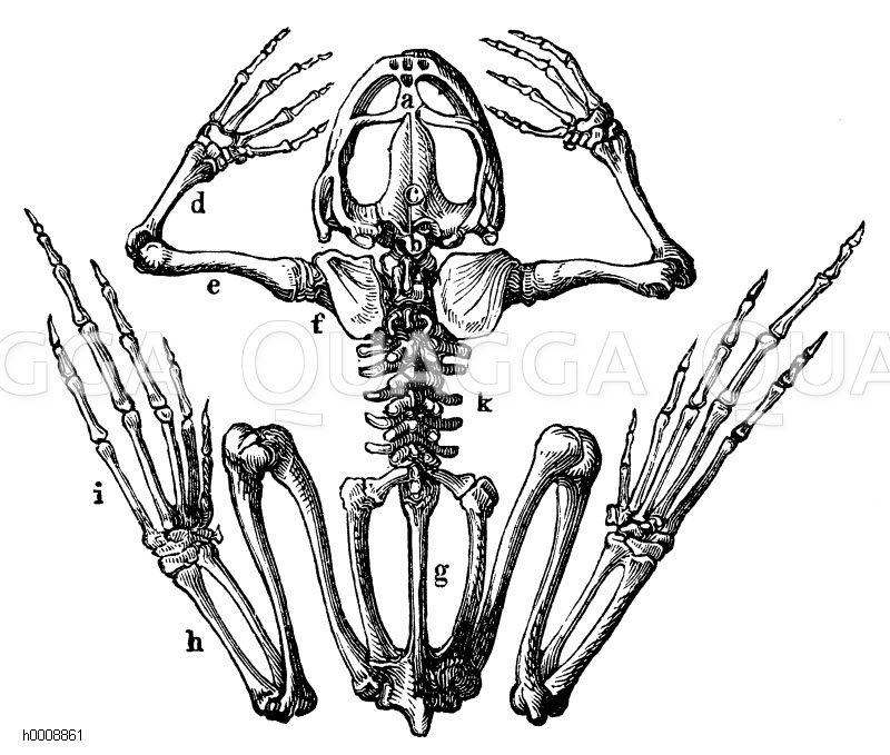 Frosch: Skelett: a Kieferngaumenapparat, b Halswirbel, c Gehirnkapsel, d Unterarm, e Oberarm, f Schulterblatt, g Becken, h Fußwurzel, i Zehen, k Rückgrat [Digital]