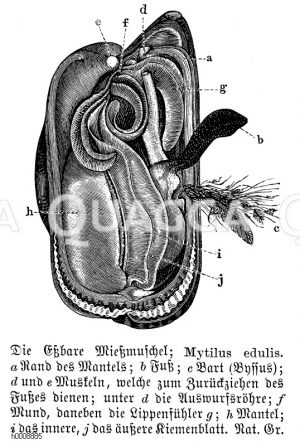 Miesmuschel [Digital]