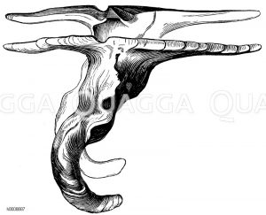 Hammermuschel [Digital]