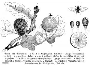 Gallen und Gallwespen [Digital]