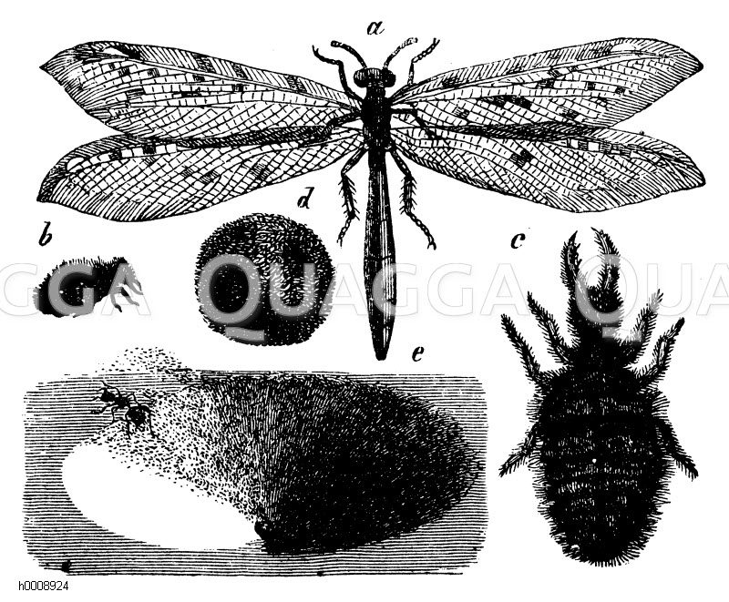Ameisenlöwe. a) ausgewachsenes Tier, b, c) Larven, d) Kokon, e) Trichter [Digital]