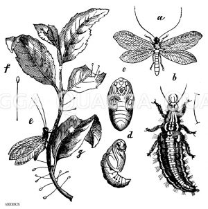 a) Florfliege, b) Larve, c) Puppe von unten, d) Puppe von der Seite, e) Weibchen, Eier legend, f) Ei auf seinem Stiel, g) Kokon der Puppe [Digital]