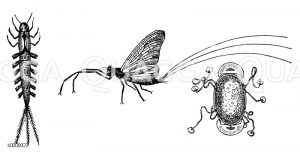 Eintagsfliege. Larve, Insekt, Ei mit Haftapparaten (von links) [Digital]