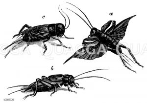 a, b) Gryllus domesticus - Heimchen, c) Gryllus campestris - Feldgrille [Digital]