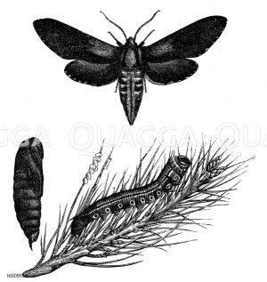 Fichtenschwärmer, Schmetterling, Eier, ganz junge Räupchen, eine erwachsene Raupe, Puppe [Digital]