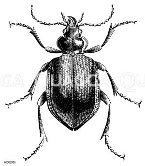 Puppenräuber [Digital]