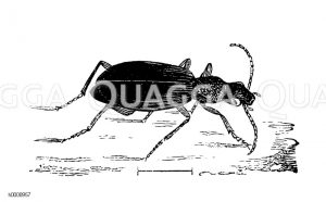 Bombardierkäfer [Digital]