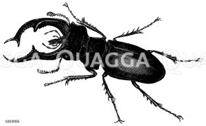 Hirschkäfer: Männchen [Digital]