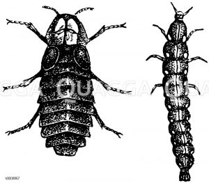 Lampyris noctula - Johanniswürmchen. Weibchen (links), Lampyris splendidula - Larve (rechts) [Digital]