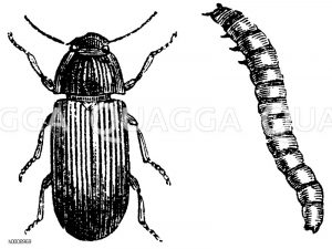 Müller, mit Larve [Digital]