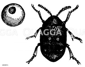 Erbsenkäfer und eine angegangene Erbse [Digital]